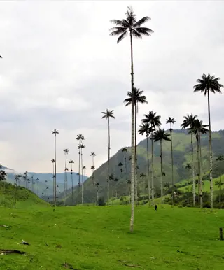 Wandern zwischen den Wachspalmen im Cocora-Tal